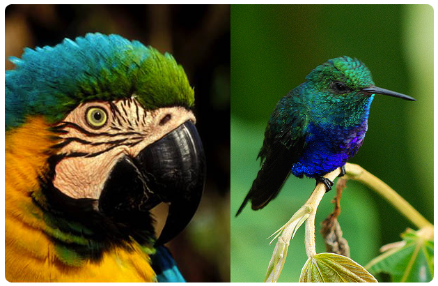 鸟类在热带雨林
