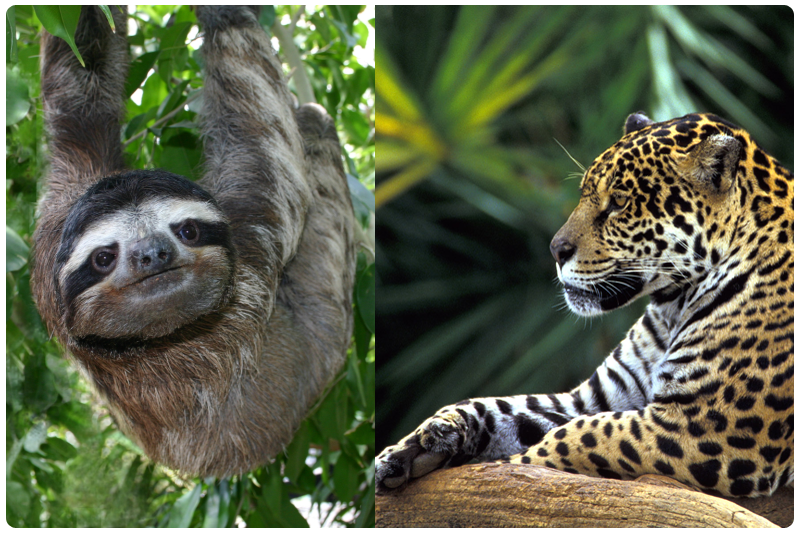 哺乳动物的热带雨林