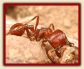红色收割机蚂蚁