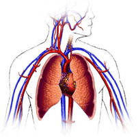 心血管系统