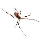 褐寡妇蜘蛛