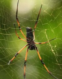 Orb-weaver蜘蛛