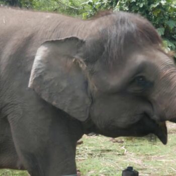 婆罗洲侏儒象事实