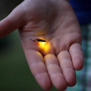 萤火虫如何产生光-生物发光