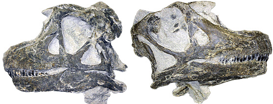 Abydosaurus头骨