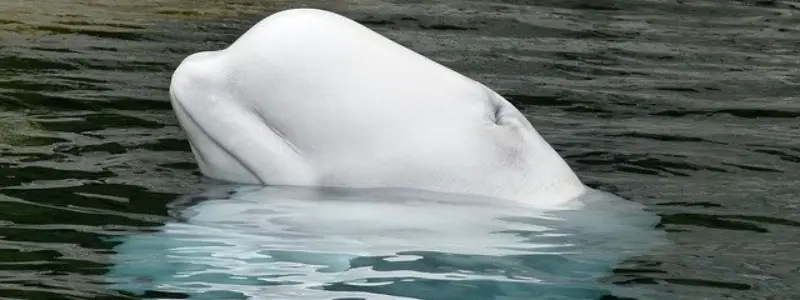 鲸目动物-类似鲸鱼的哺乳动物