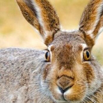 兔类——Hare-Like哺乳动物的事实