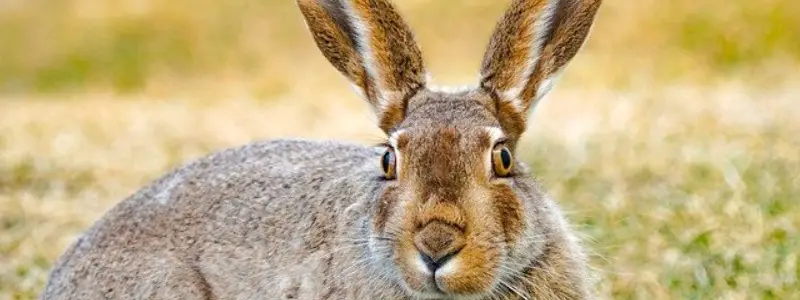 Lagomorpha -野兔一样的哺乳动物