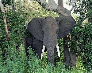 非洲公象
