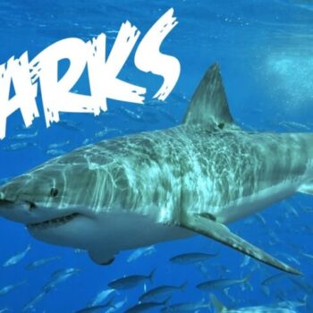 鲨鱼的事实:被误解和虐待