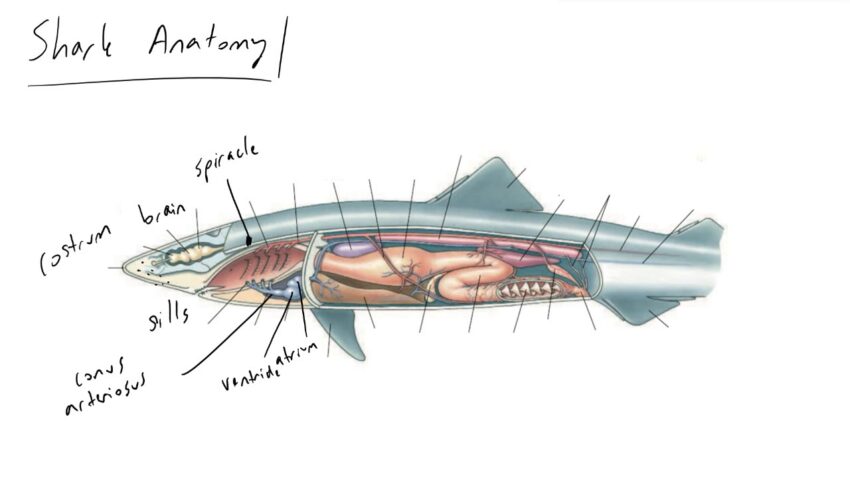 鲨鱼解剖