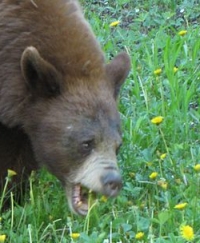 熊吃蒲公英