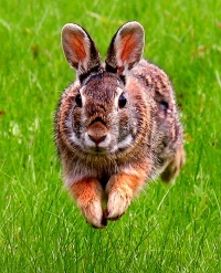草地上的东方棉尾兔