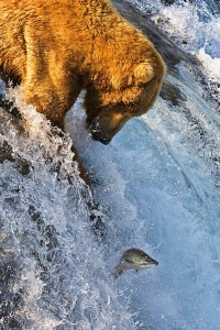 灰熊捕鲑鱼