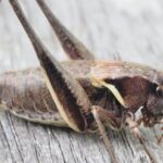 蟋蟀和蚱蜢吃什么?