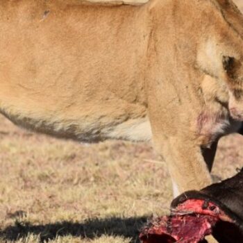 狮子吃什么?