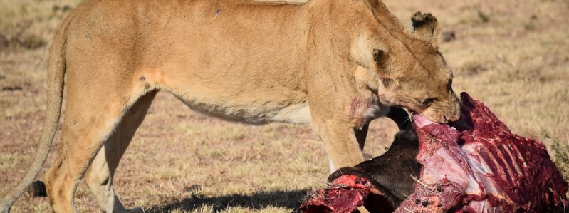 狮子吃什么