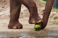 大象吃什么