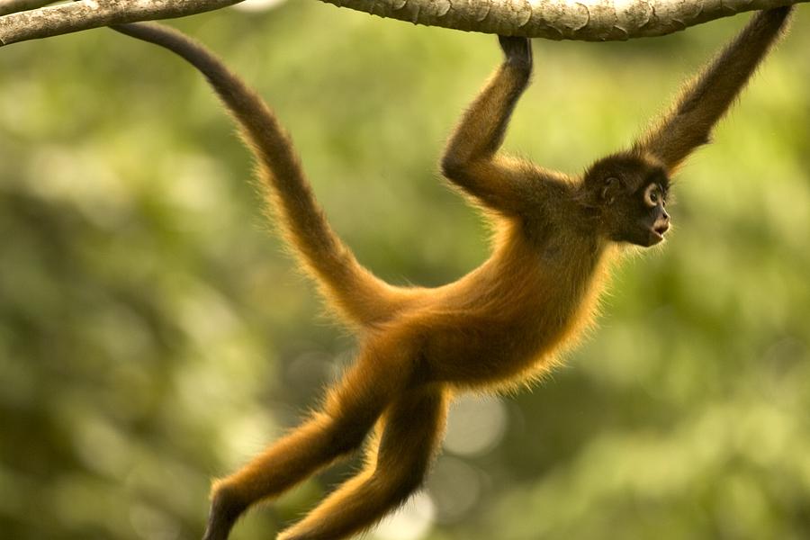 10个神奇的热带雨林Animals7