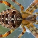 世界上最毒的10种蜘蛛