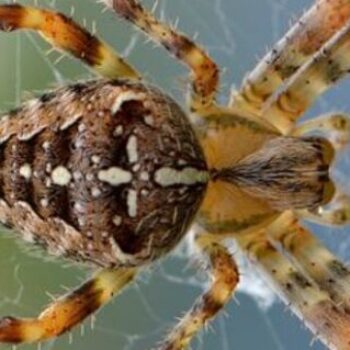 世界上十大最毒蜘蛛