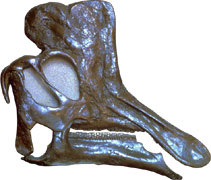Lambeosaurine头骨