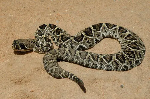 东菱斑响尾蛇