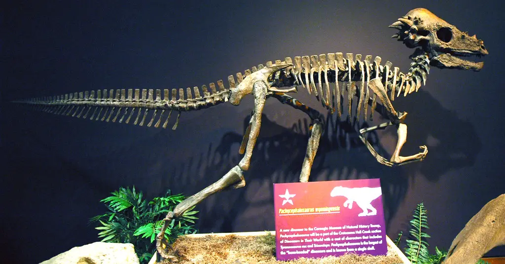 颅wyomingensis恐龙(上白垩统;美国蒙大拿州)1