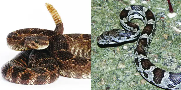 响尾蛇vs鼠蛇