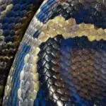 鼠蛇vs响尾蛇