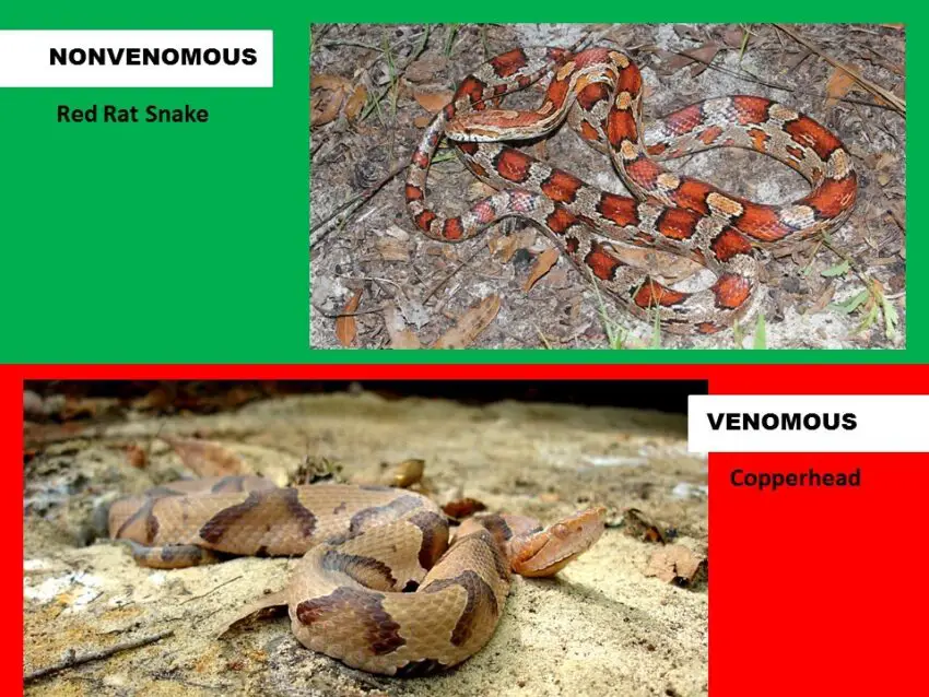 红蛇鼠和铜斑蛇比较