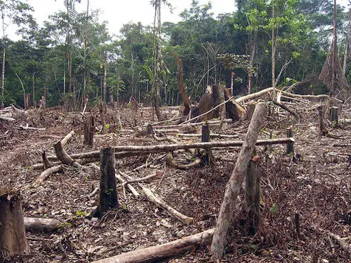 亚马逊森林砍伐
