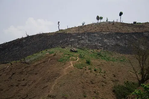 空气污染原因,森林砍伐缅甸