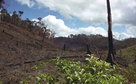 雨林破坏马达加斯加