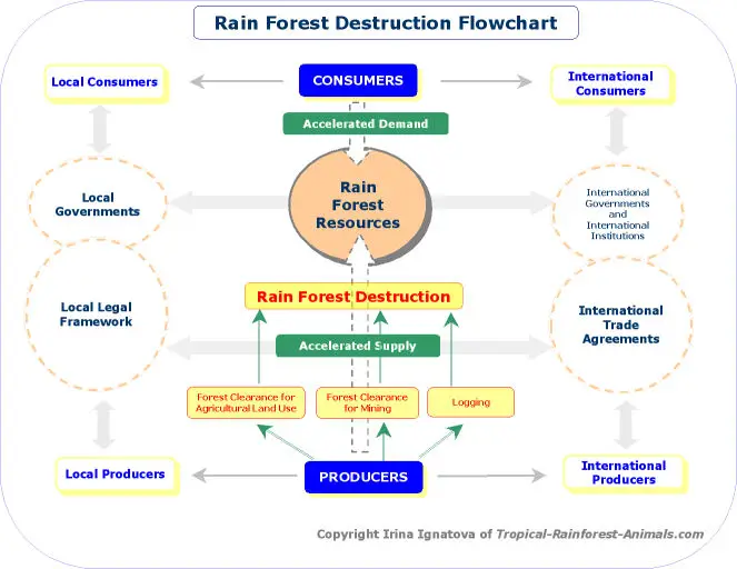 雨林的破坏流程图