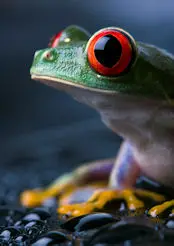 红眼睛的树蛙